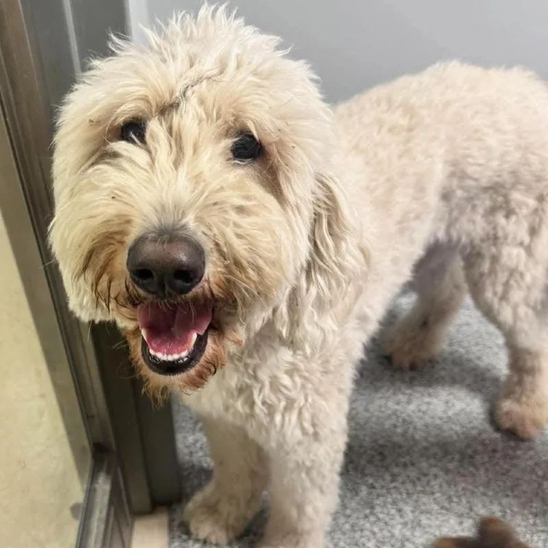 An adult medium-sized female Golden Retriever dog named Penny for adoption in Wichita, KS