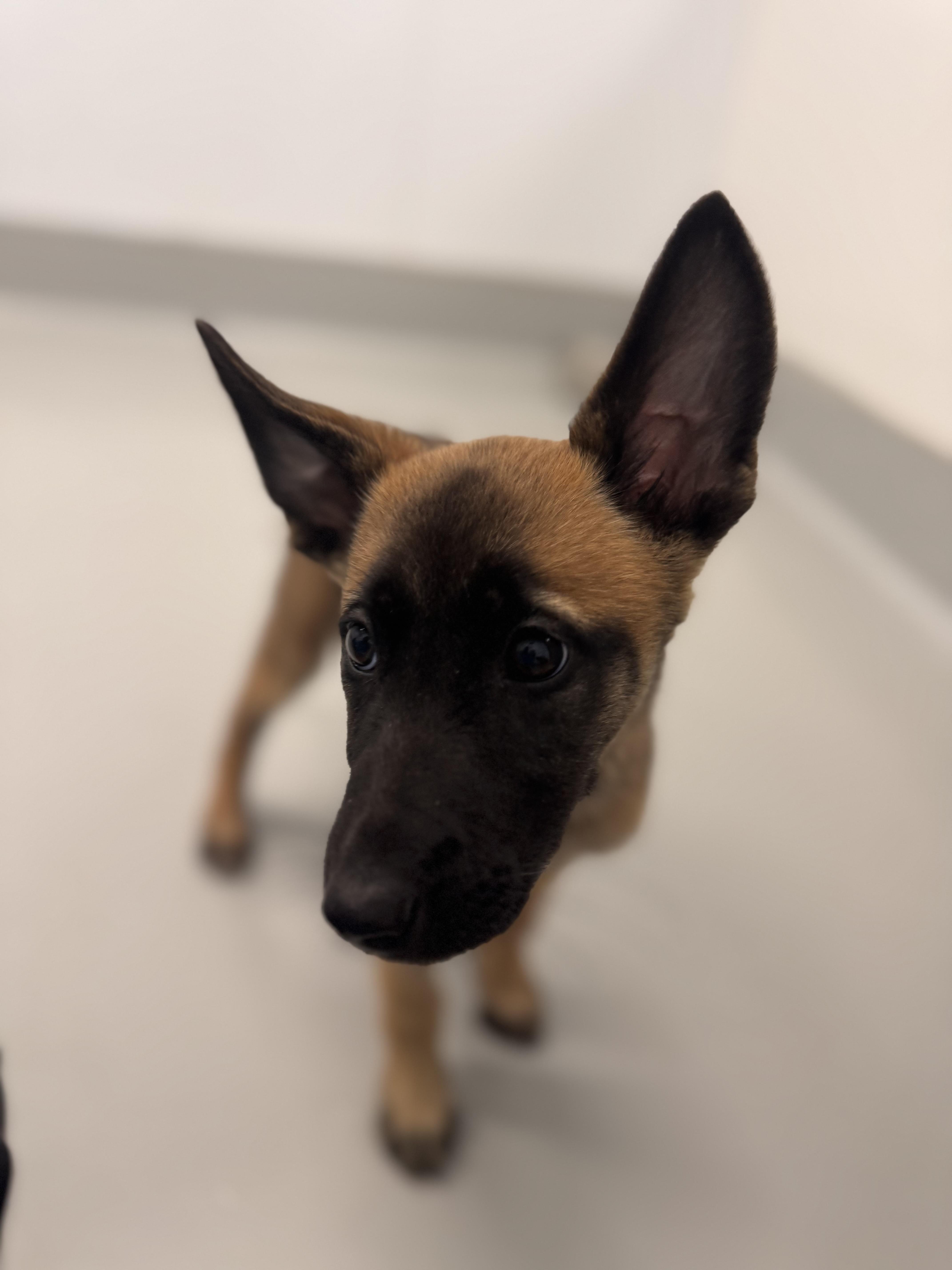 A baby small-sized female Belgian Shepherd / Malinois dog named Ella for adoption in Chico, CA