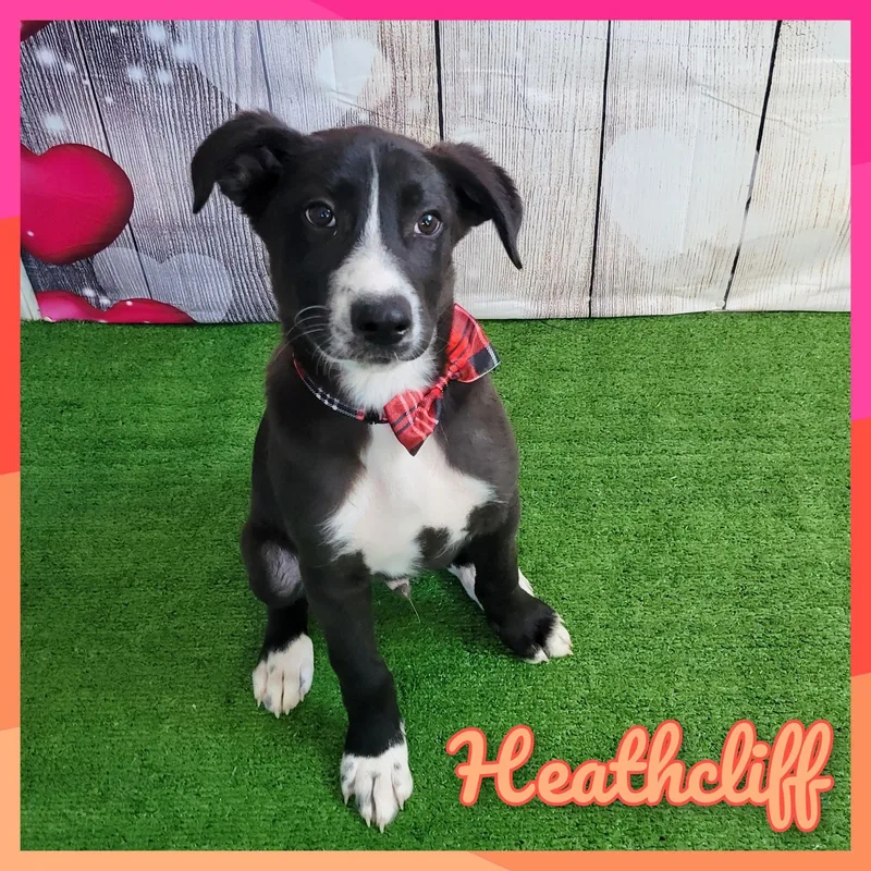 Heathcliff thumbnail 2