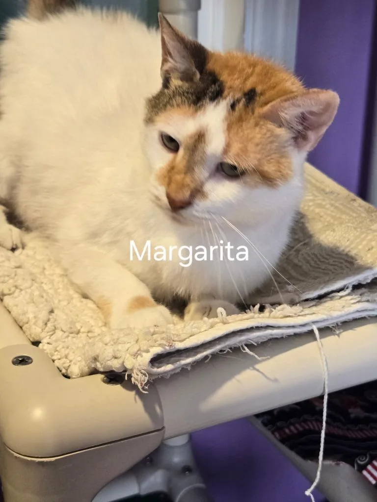 Margarita