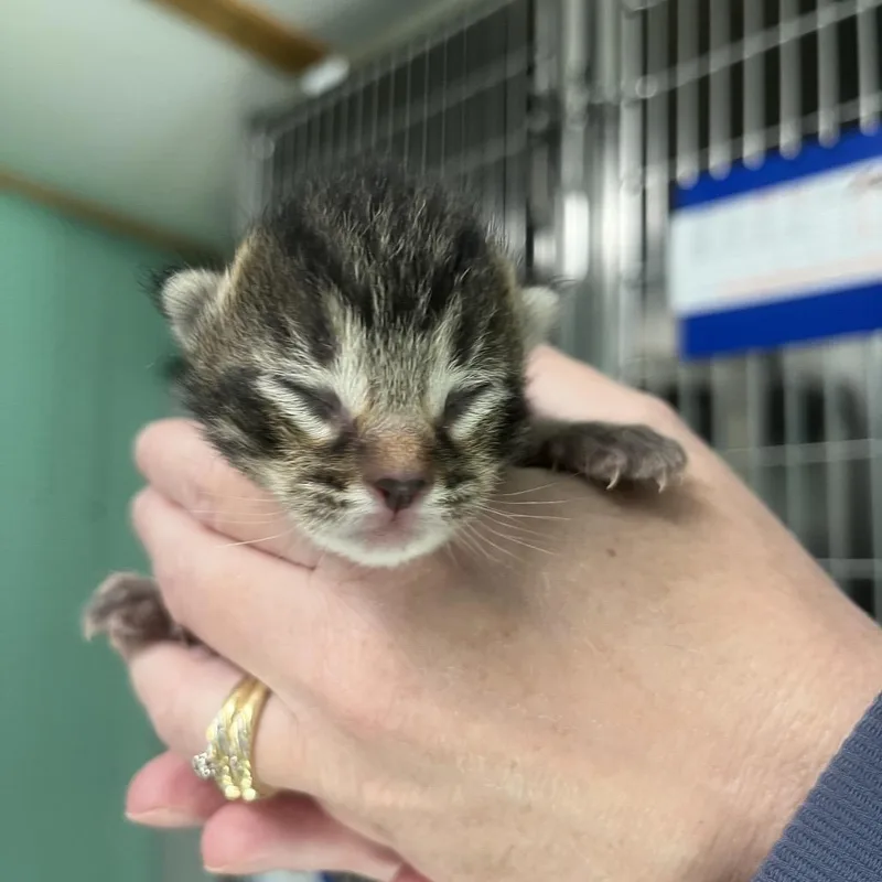 A baby small-sized male Gray / Blue / Silver Domestic Short Hair cat named Kimchi for adoption in Hamilton, GA