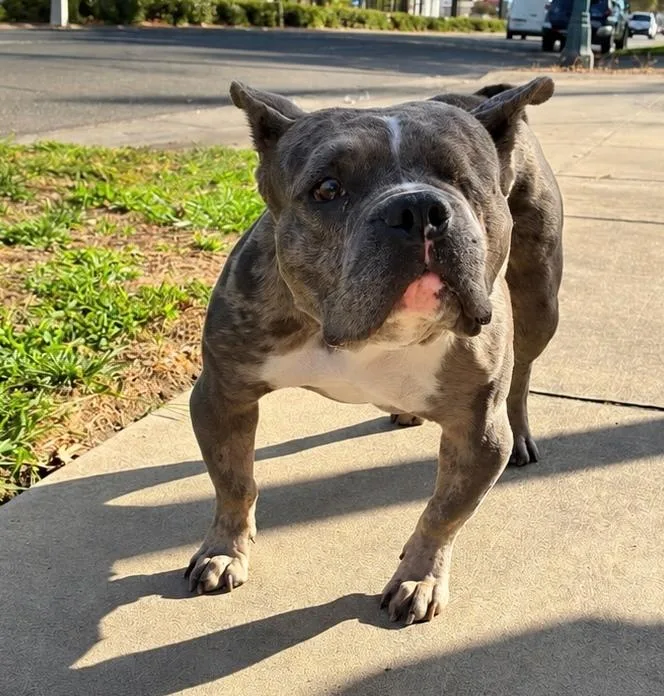An adult medium-sized female Merle (Blue) French Bulldog dog named Stella for adoption in Lodi, CA