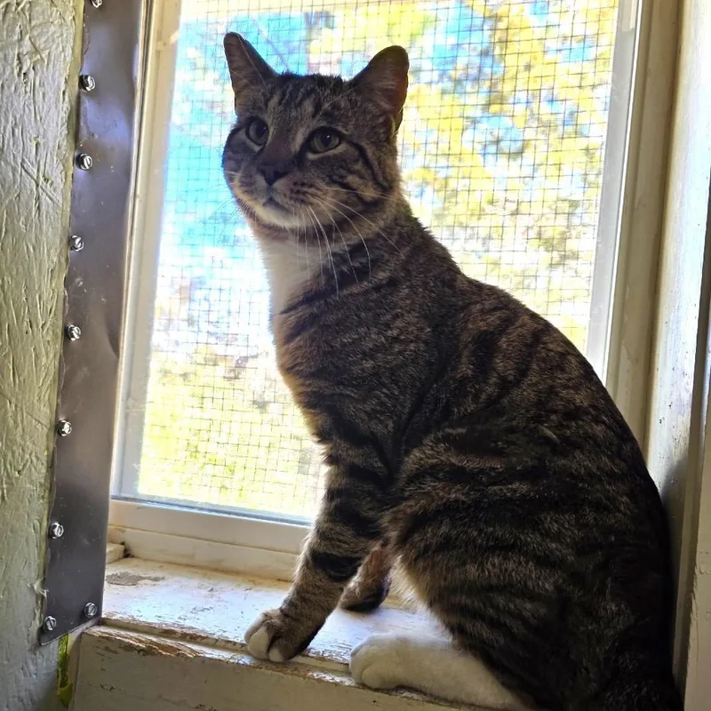 Franklin thumbnail 2