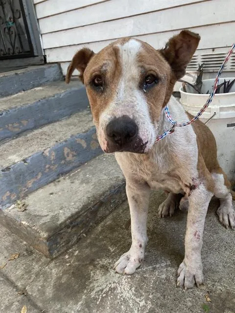 An adult large-sized male Mixed Breed dog named Crystal for adoption in Dallas, TX