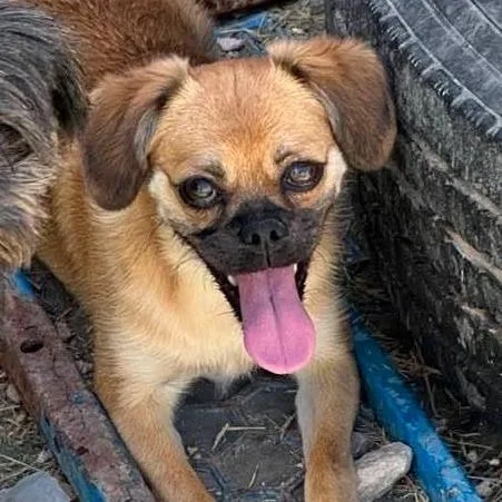 Cinnamon