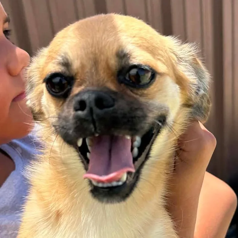 Cinnamon thumbnail 3