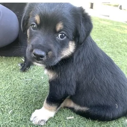 A baby medium-sized male Black Golden Retriever dog named Stuart for adoption in Santa Rosa, CA