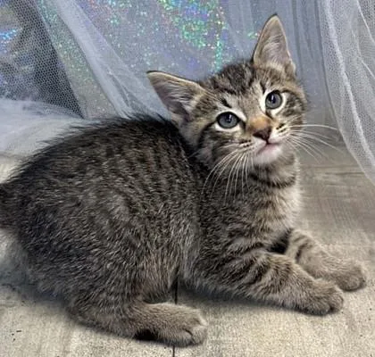 An adult small-sized male Domestic Short Hair cat named Houdini for adoption in Shreveport, LA