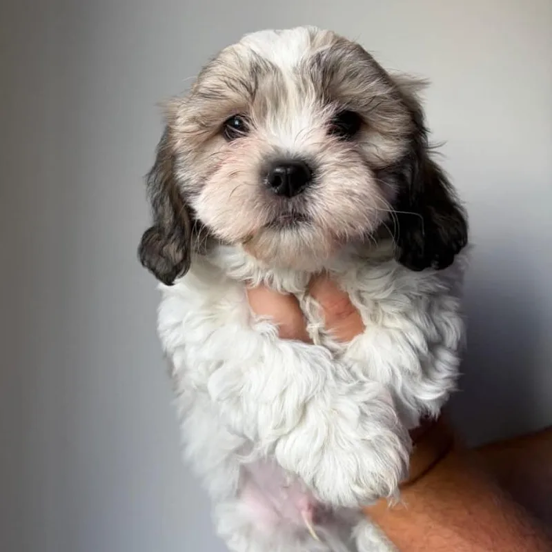 A baby small-sized male Bichon Frise dog named Louie for adoption in DeKalb, IL