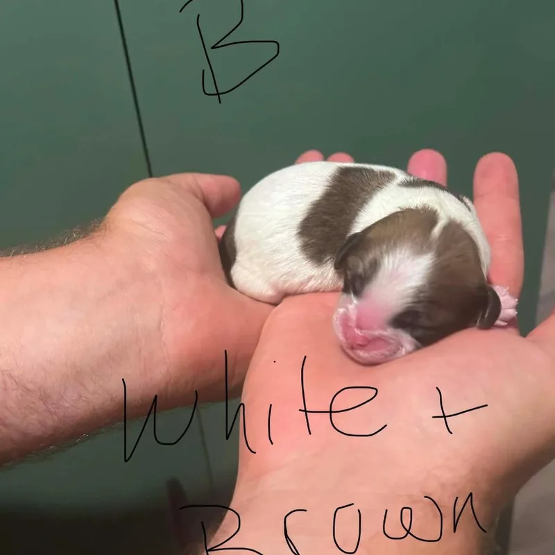 Louie thumbnail 2