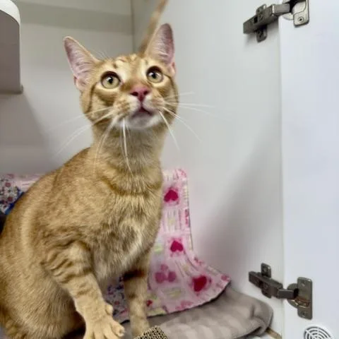 An adult medium-sized male Domestic Short Hair cat named Stuart for adoption in Reisterstown, MD
