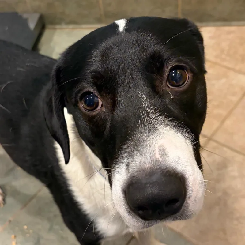 An adult medium-sized male White / Cream Mixed Breed dog named Kyle for adoption in Chattanooga, TN