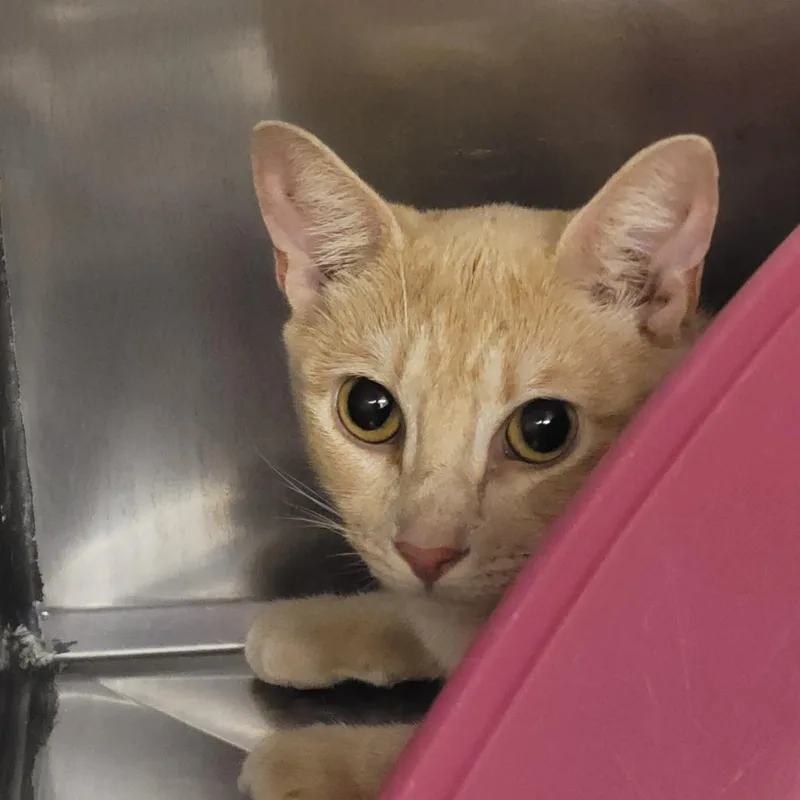 A young medium-sized female Buff / Tan / Fawn Domestic Short Hair cat named Crumble for adoption in Lake Panasoffkee, FL