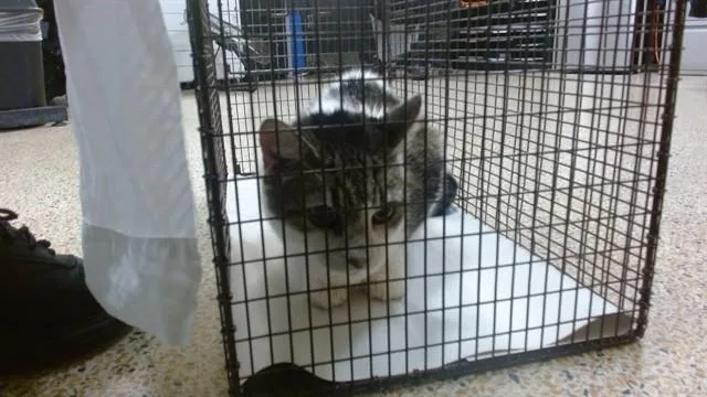 A senior small-sized female Domestic Short Hair cat named Princess for adoption in Miami, FL