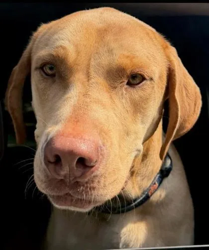 A young medium-sized male Mixed Breed dog named Sawly for adoption in Chamblee, GA