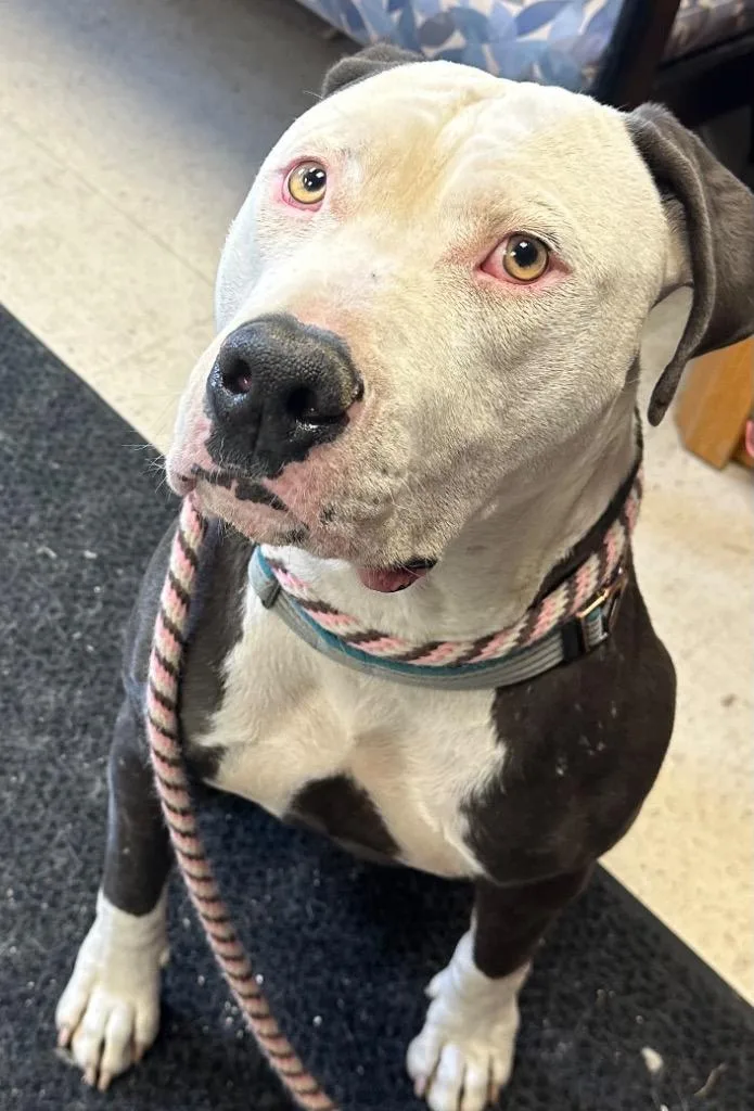 A young medium-sized male Pit Bull Terrier dog named Petey for adoption in Rock Springs, WY