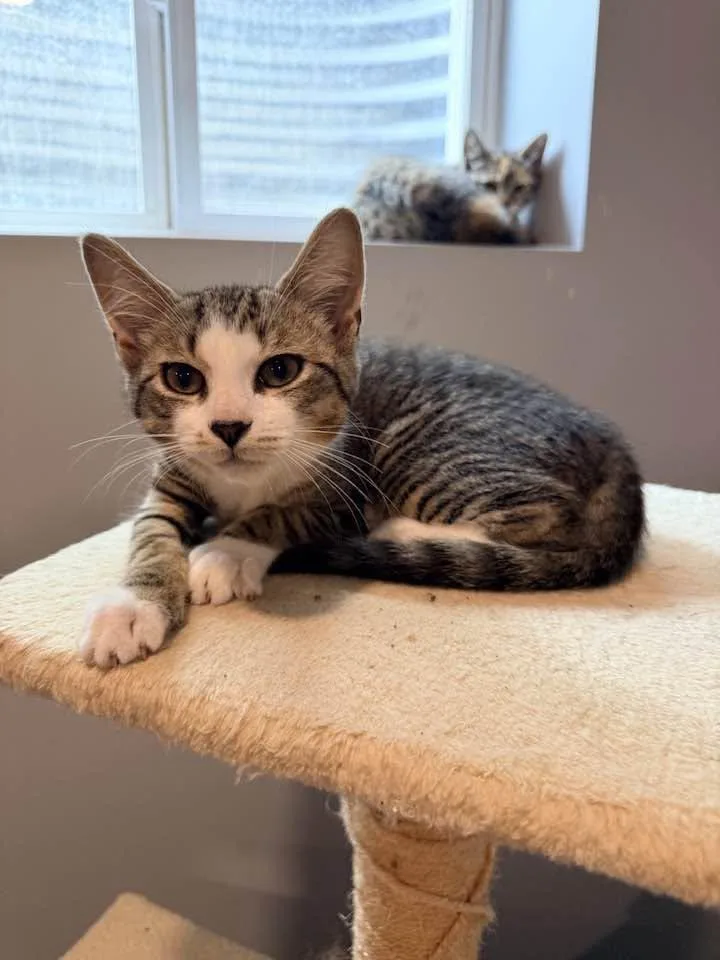 A baby medium-sized male Tabby (Brown / Chocolate) Domestic Short Hair cat named Clyde for adoption in Great Mills, MD