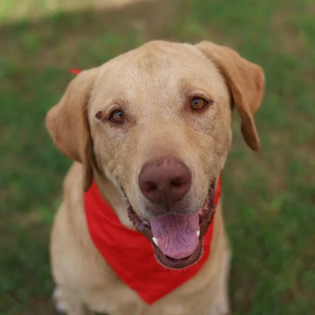 A young large-sized male Labrador Retriever dog named Sam for adoption in San Antonio, TX