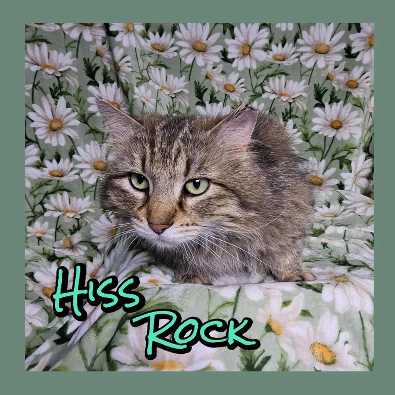 An adult small-sized male Domestic Long Hair cat named Hiss Rock for adoption in Jacksonville, IL