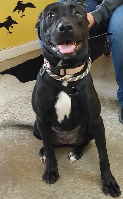 Serendipity thumbnail 2