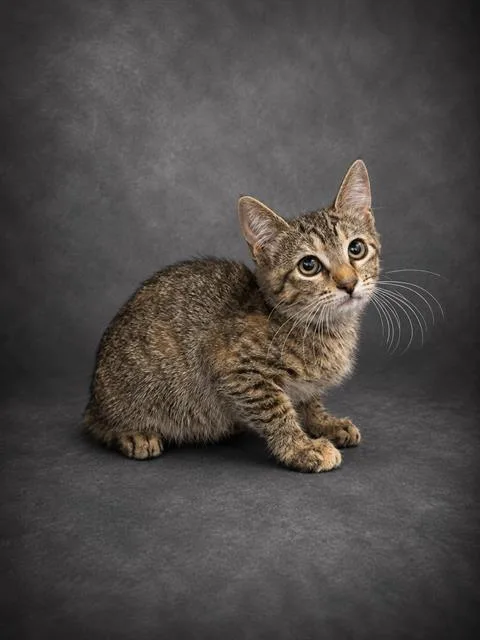 A baby small-sized female Domestic Short Hair cat named Celia for adoption in Winter Haven, FL