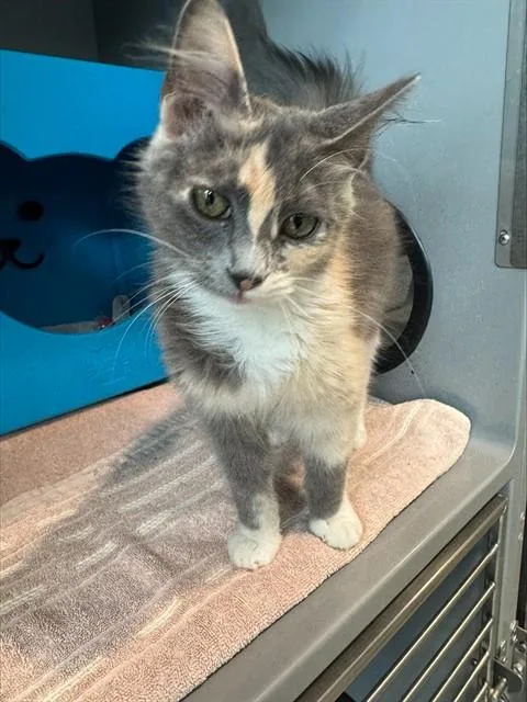 A young medium-sized female Domestic Medium Hair cat named Stella for adoption in Leesburg, VA
