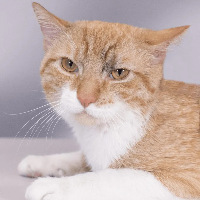 An adult medium-sized male Orange & White Domestic Short Hair cat named Xander for adoption in Manassas, VA