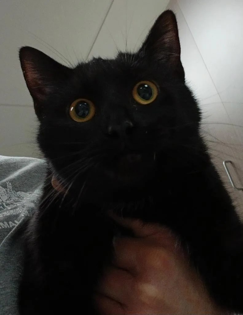 A baby small-sized female Domestic Short Hair cat named Heidi for adoption in Greenfield, IN