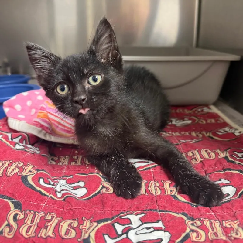 A baby small-sized male Black Domestic Short Hair cat named Koda for adoption in Bryan, TX