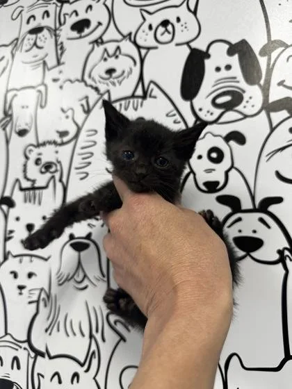 A young small-sized male Domestic Short Hair cat named B Crush for adoption in North Charleston, SC