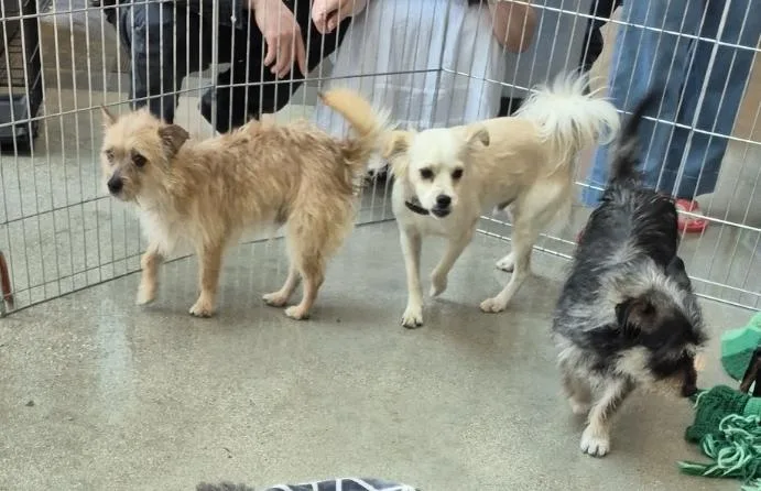 Tato Potato! And Toto! thumbnail 4