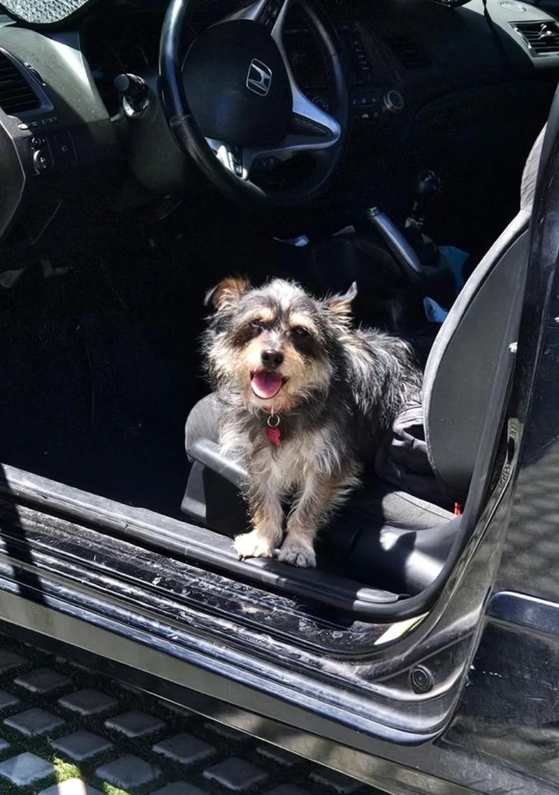 Tato Potato! And Toto! thumbnail 5