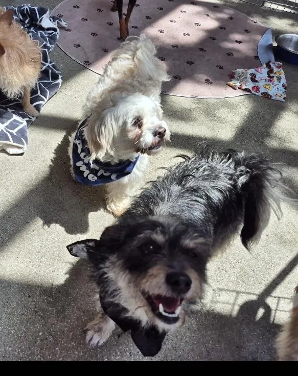 Tato Potato! And Toto! thumbnail 6