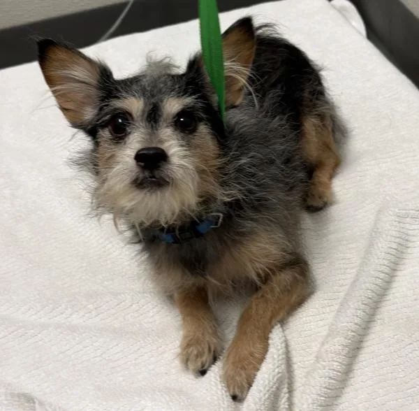 Joseph Jose thumbnail 2