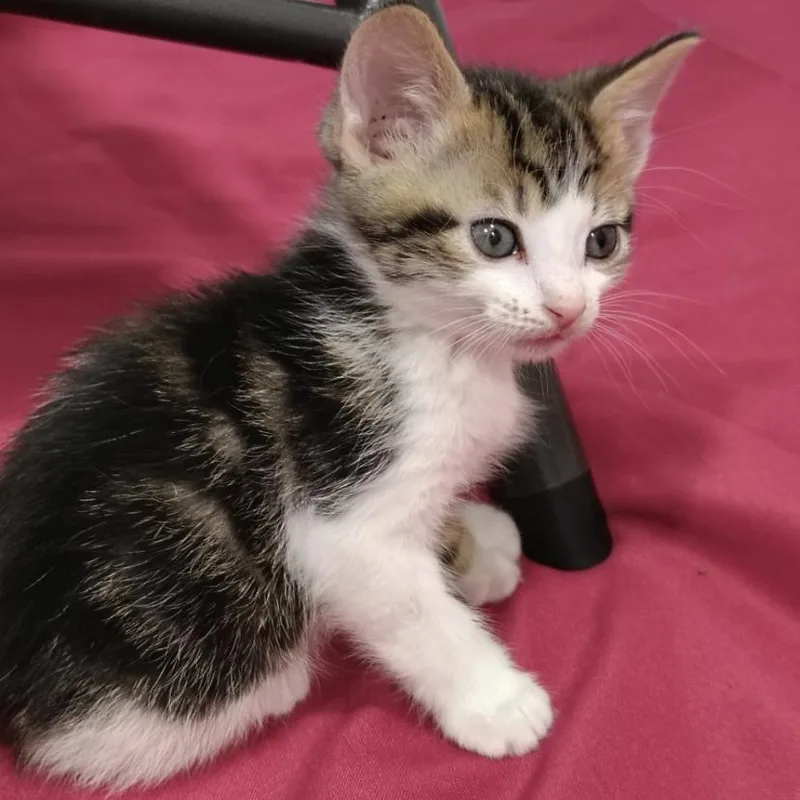 A baby small-sized male Tabby (Brown / Chocolate) Domestic Short Hair cat named Mcgee for adoption in Elyria, OH