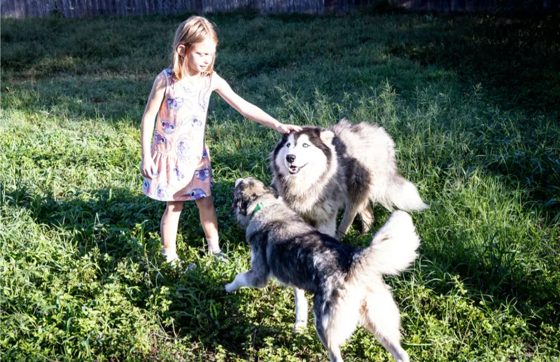 An adult medium-sized male Alaskan Malamute dog named Prince for adoption in Gregory, TX