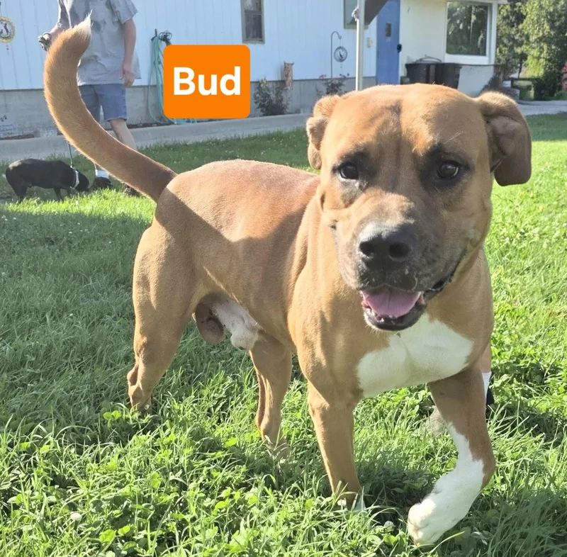 An adult large-sized male Hound dog named Bud for adoption in Clinton, MO