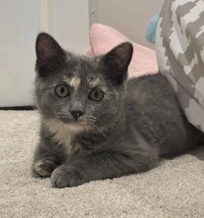 A baby medium-sized female Dilute Tortoiseshell cat named Mystic for adoption in Antioch, IL