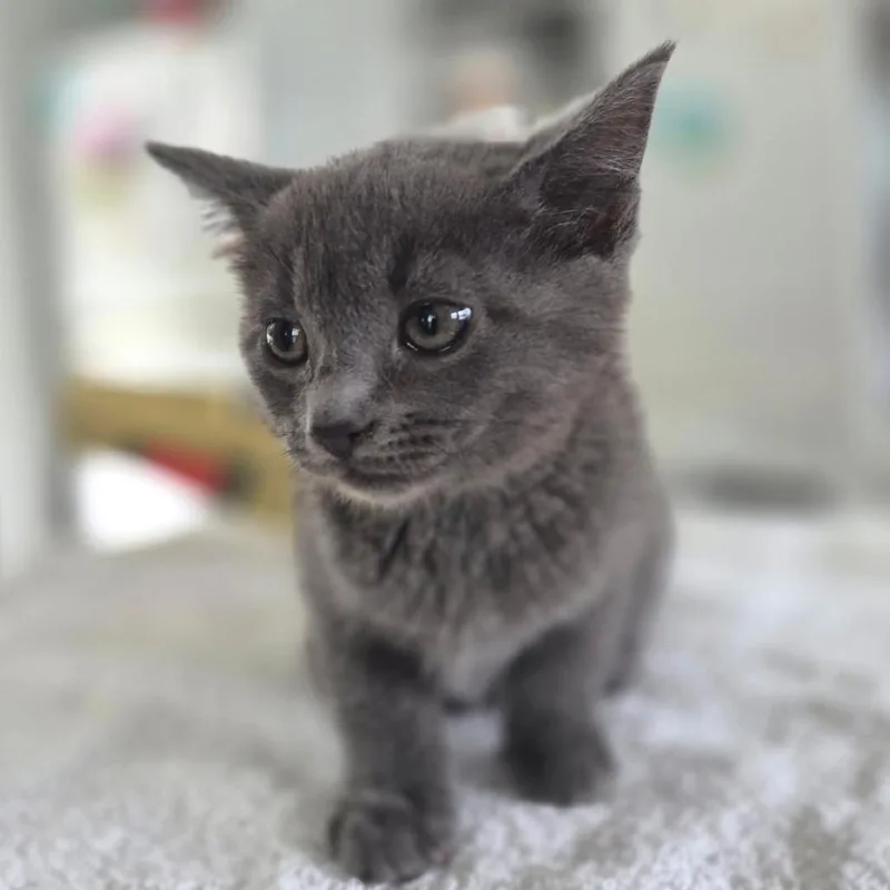A young small-sized female Gray / Blue / Silver Domestic Short Hair cat named Chairman Meow for adoption in Chapel Hill, NC