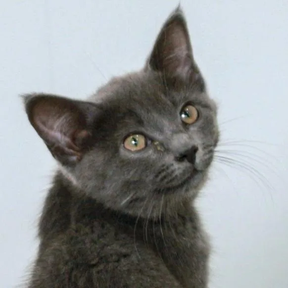Chairman Meow thumbnail 2