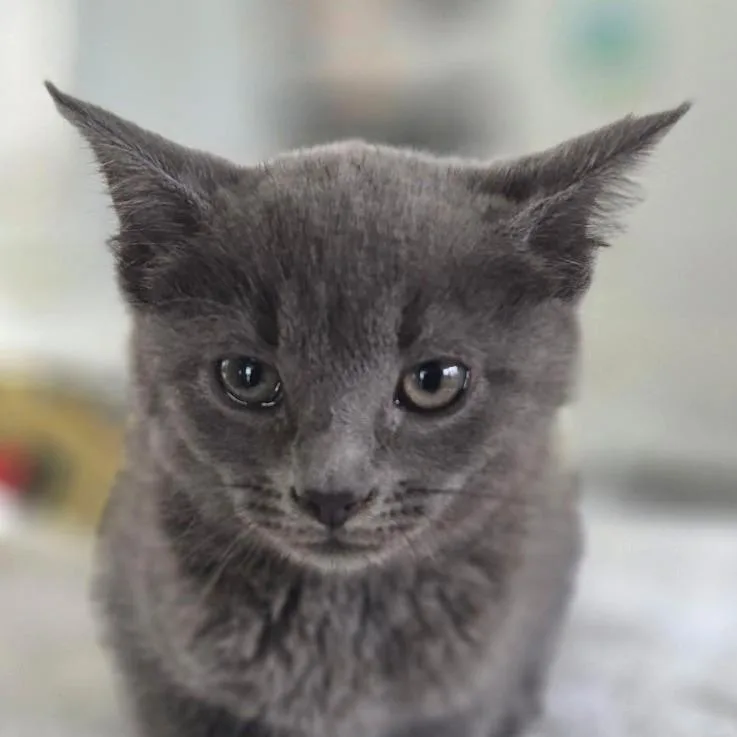 Chairman Meow thumbnail 3