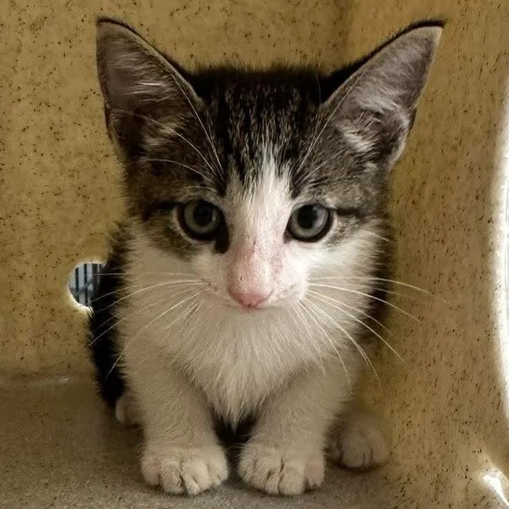A baby small-sized male Black Domestic Short Hair cat named Dobby for adoption in Bastrop, TX