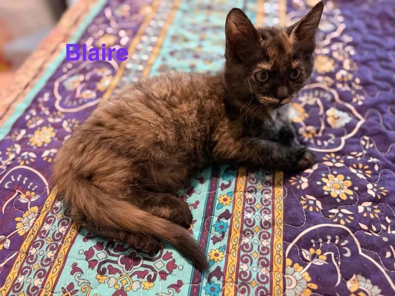 A baby small-sized female Domestic Long Hair cat named Blaire for adoption in Orlando, FL