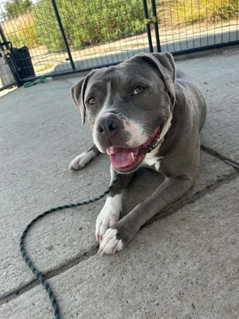 Priscilla