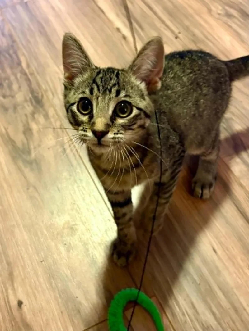 A young small-sized male Domestic Short Hair cat named Jeodore for adoption in Aurora, CO