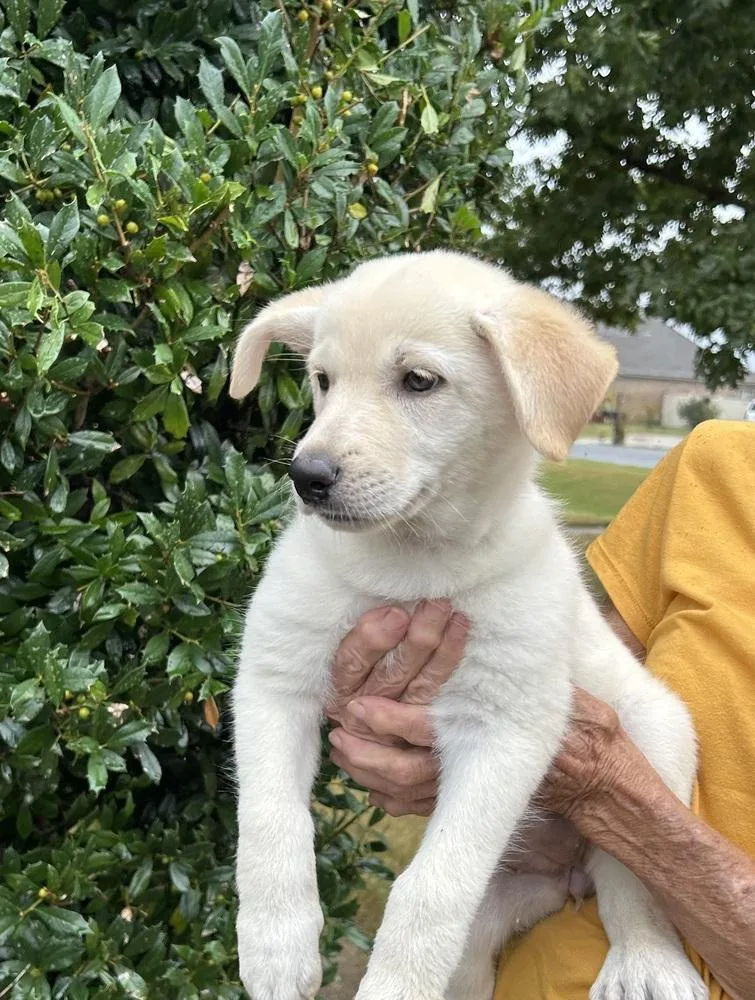 A baby large-sized female Great Pyrenees dog named Diamond  Gemstone Litter for adoption in Horn Lake, MS