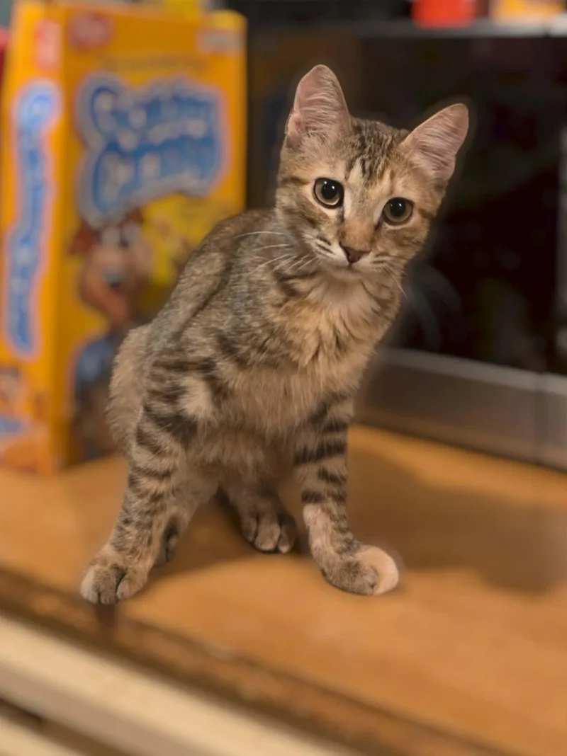 A baby medium-sized female Tabby cat named Iris for adoption in Okemah, OK