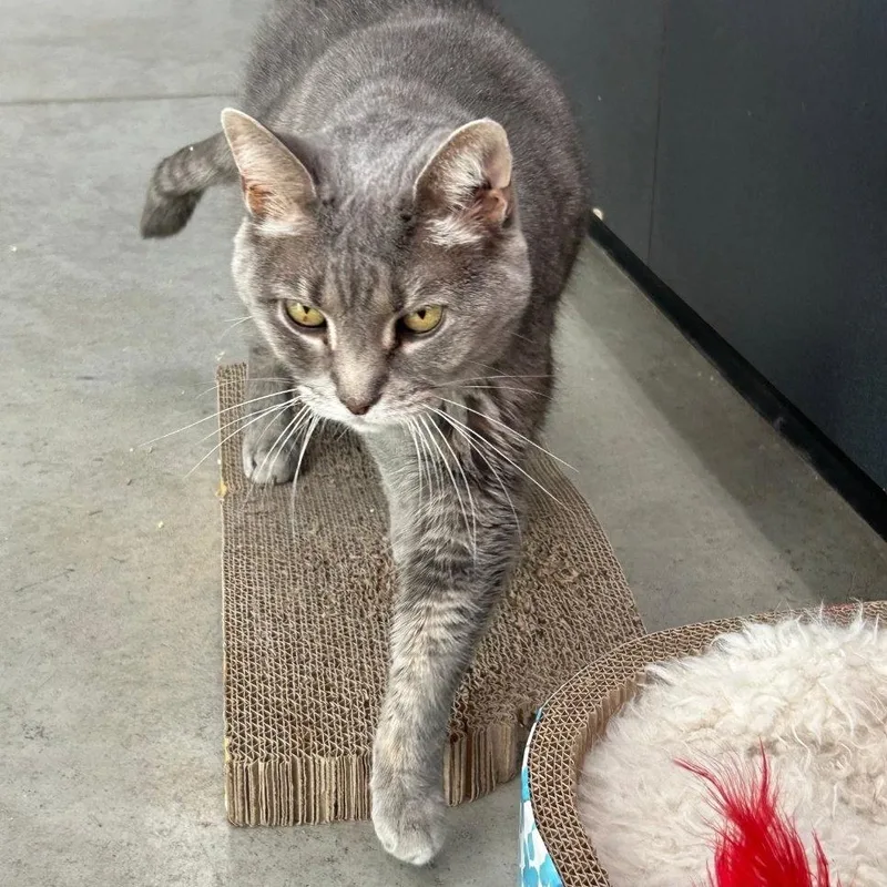 An adult medium-sized female Tabby cat named Gracie for adoption in Norwood, OH