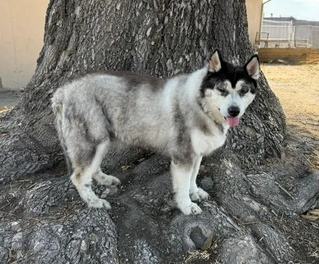 An adult medium-sized female Siberian Husky dog named Isabela for adoption in Downey, CA