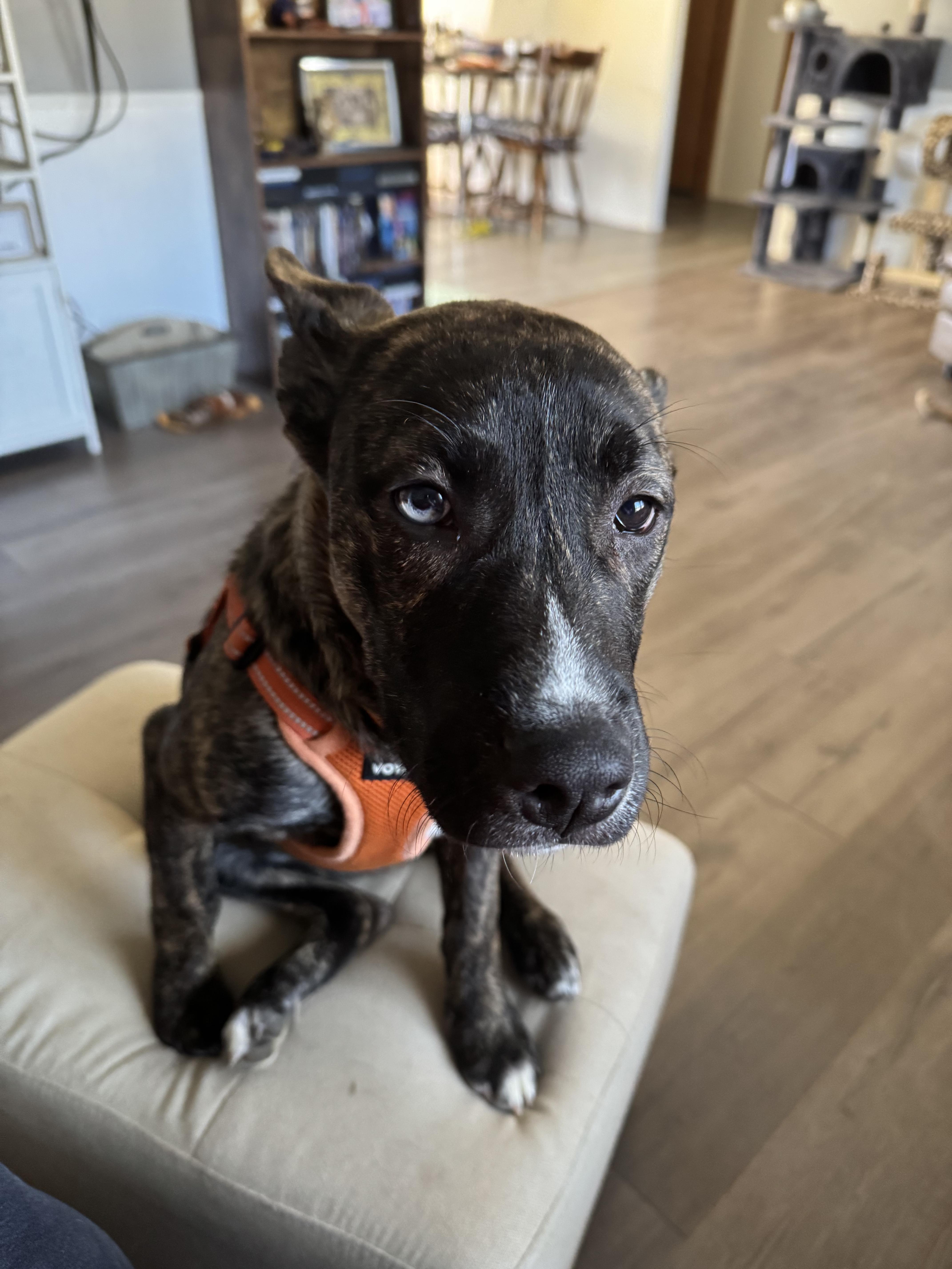 A young medium-sized female Brindle American Staffordshire Terrier dog named LacyNY for adoption in Magnolia, TX
